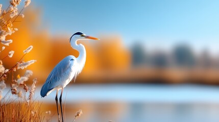 Fototapeta premium An elegant heron perches by a serene lake, surrounded by golden-hued autumn foliage. The scene captures a moment of peaceful beauty and natural harmony.
