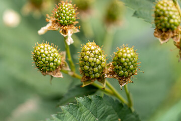 Unripe blackberries growing on a branch in summer sunlight