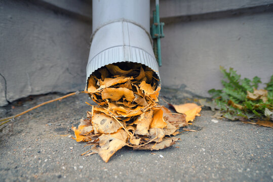 Сlogged gutter with leaves blocking the downspout, home maintenance challenges during autumn season. Clogged downspout filled with leaf debris, need for regular maintenance, cleaning. Selective focus