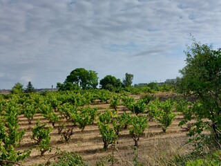 Vineyard in Europe