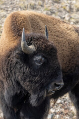 Bison in Yellowstone National Park Wyoming in Autumn