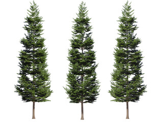 Pine trees isolated on white
