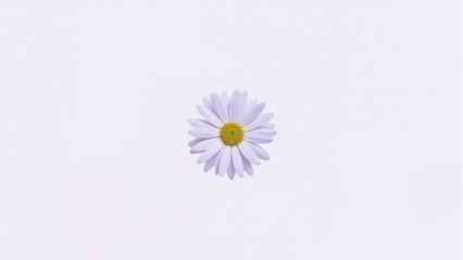 Elegant pale lilac daisy on white background