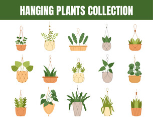 Hanging plants vector illustration set