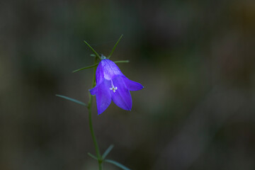 Delicate purple bellflower blooming in soft sunlight in nature