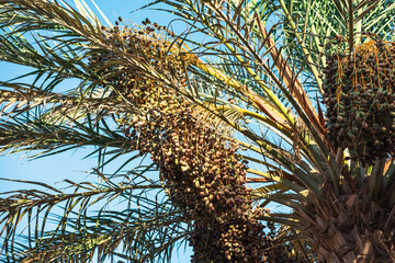 Dates on the date palm