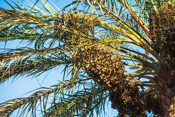 Dates on the date palm 
