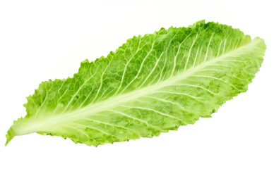Vibrant and Fresh Single Lettuce Leaf on transparent background with Overlapping Leaves for Depth and Dimension.