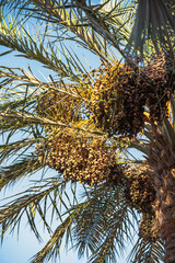 Dates on the date palm