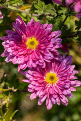 Vibrant pink chrysanthemum flowers blooming in garden