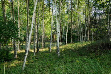 Obraz premium Birch Wood