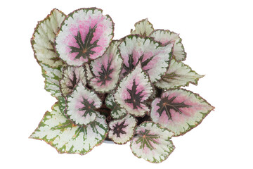 Bush of Begonia  with colorful leaf growth in a pot isolated on white background. Ornamental plant.