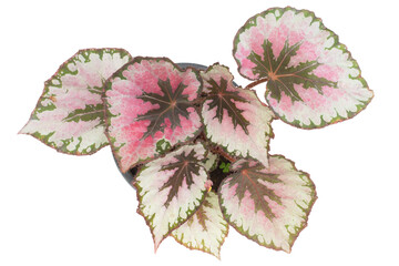 Bush of Begonia  with colorful leaf growth in a pot isolated on white background. Ornamental plant.