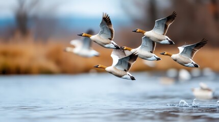 A group of geese gracefully soar over a serene lake, with the soft glow of the golden hour enriching the natural beauty, conveying a sense of peace and freedom.