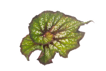 Bush of Begonia  with colorful leaf growth in a pot isolated on white background. Ornamental plant.