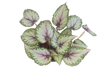 Bush of Begonia  with colorful leaf growth in a pot isolated on white background. Ornamental plant.