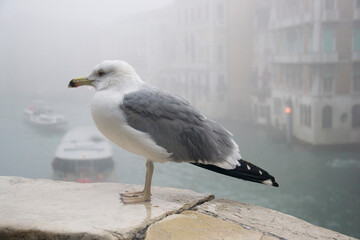 Obraz premium The glaucous gull (Larus hyperboreus)