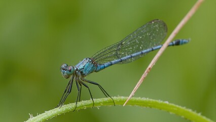 Iridescent blue damselfly on grass blade intricate details in eyes and wings
