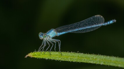 Iridescent blue damselfly on grass blade intricate details in eyes and wings