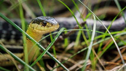 Amidst the Grass