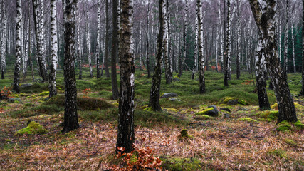 Fototapeta premium Between the birch trees - zwischen den Birken