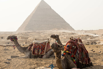 PYRAMID OF GIZA AND CAMELS ON THE FRONT
