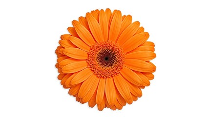Vibrant orange gerbera daisy on white background