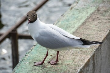 The black-headed gull (Chroicocephalus ridibundus)