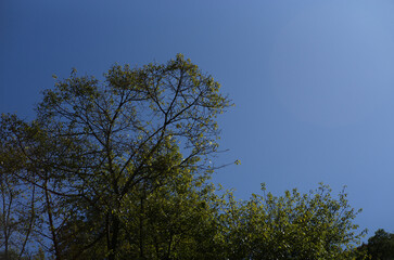 trees and sky