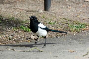 The eurasian magpie or common magpie (Pica pica)