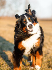 Bernese mountain dog. Happy dog runs and enjoys a walk in the field