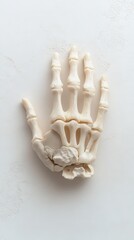 Photorealistic Skeletal Hand Displayed on Neutral Background