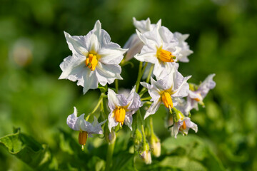 Nahaufnahme einer blühenden Kartoffelpflanze, Nordrhein-Westfalen, Deutschland, Europa