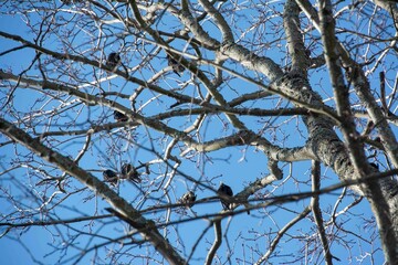Common starlings (Sturnus vulgaris), also known as the European starlings on a tree