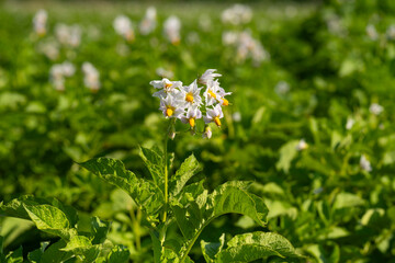 Bl&uuml;hendes Kartoffelfeld, Nordrhein-Westfalen, Deutschland, Europa