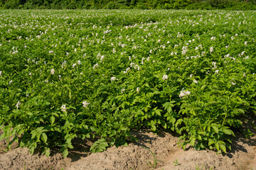 Blühendes Kartoffelfeld, Nordrhein-Westfalen, Deutschland, Europa