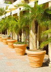 green palms outdoors in pots