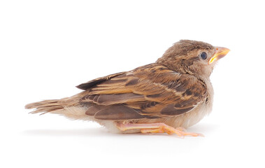 A small bird, a sparrow.