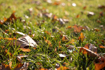 Green grass background with autumn leaves