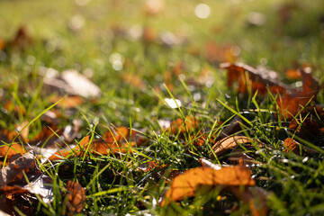 Dry yellow leaves on green grass close-up