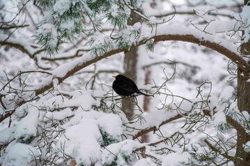 The common blackbird (Turdus merula)