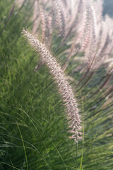 Pennisetum alopecuroides hameln cultivated foxtail fountain grass growing in the park, beautiful ornamental autumnal bunch of fountaingrass