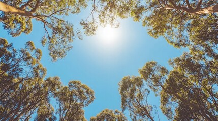 Obraz premium Low angle view of sun shining through canopy of tall trees with vibrant green leaves against a clear blue sky.