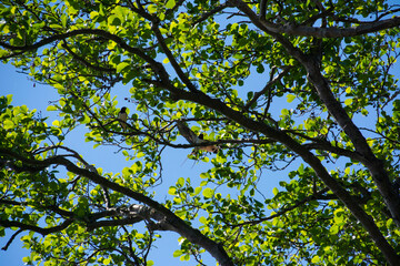 Swallows  (Hirundo rustica) on a tree