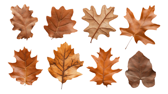 PNG Various brown autumn leaves on white background