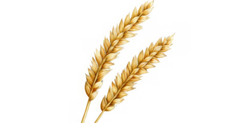 Golden Wheat Ears on transparent background - Minimalistic Digital Illustration