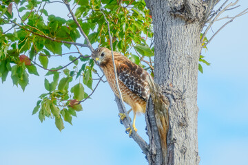 Red shouldered hawk perched on the branch of tree