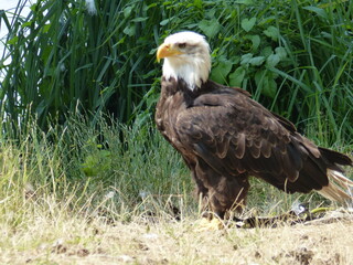 american bald eagle on a log