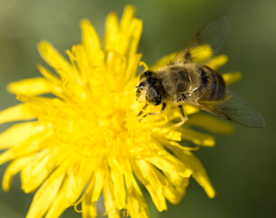 bee on yellow flower, closeup