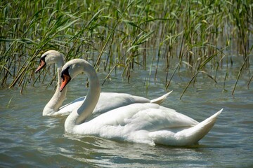 Mute swans (Cygnus olor)